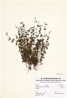 藏品(琉球豬殃殃)的圖片